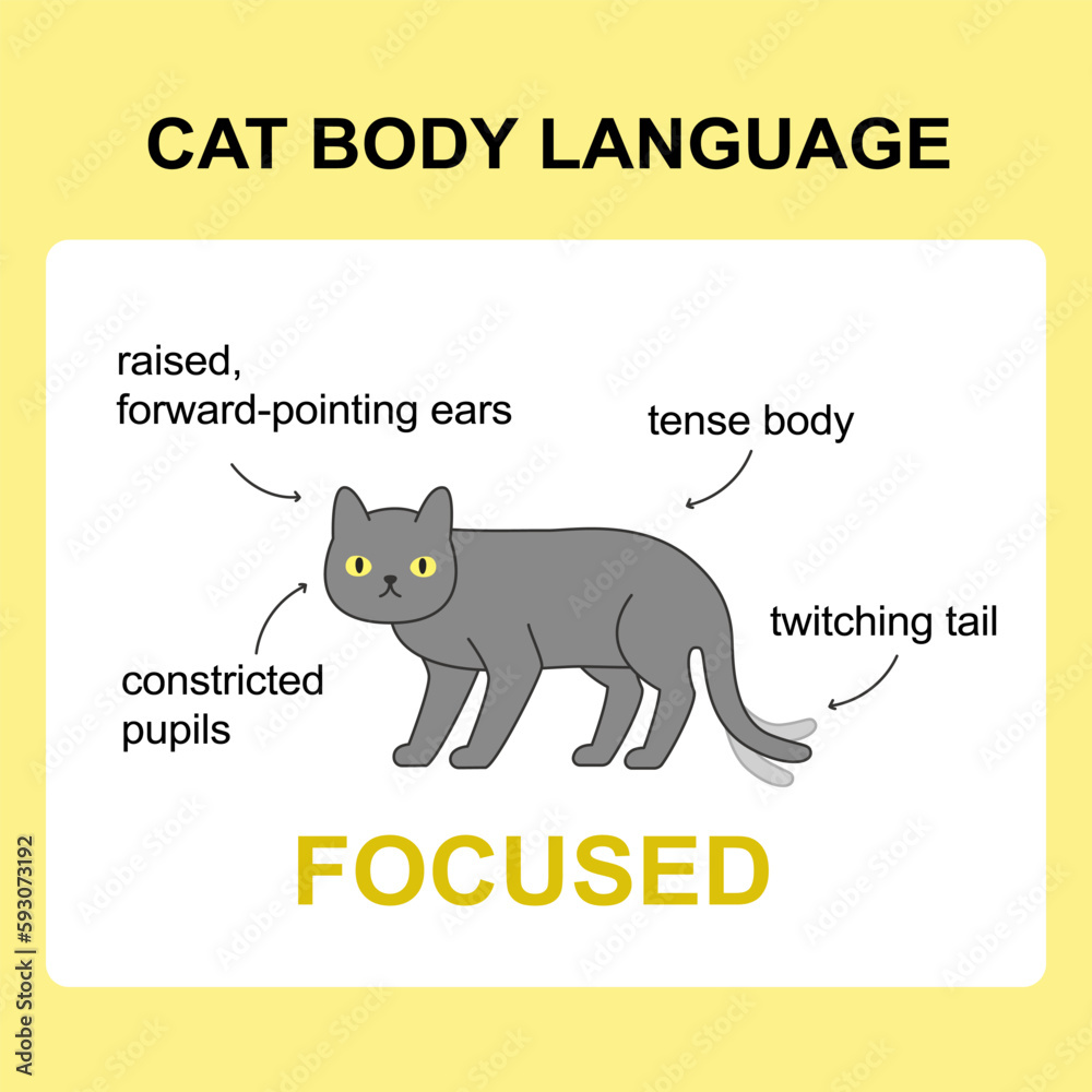 Cat body language behavior focused signals. Card with information for veterinarian or education ready for print Cat body language behavior focused signals. Card with information for veterinarian or education ready for print
