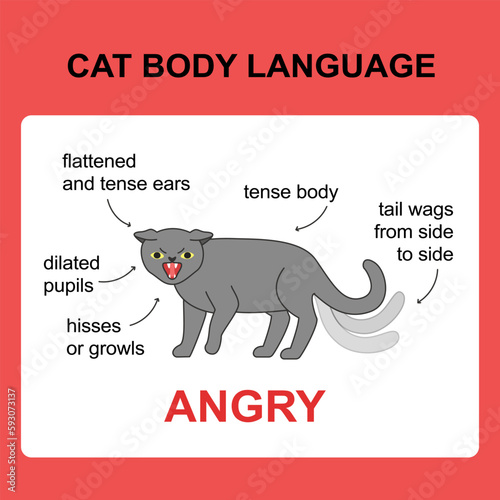 Cat body language behavior angry signals. Card with information for veterinarian or education ready for print