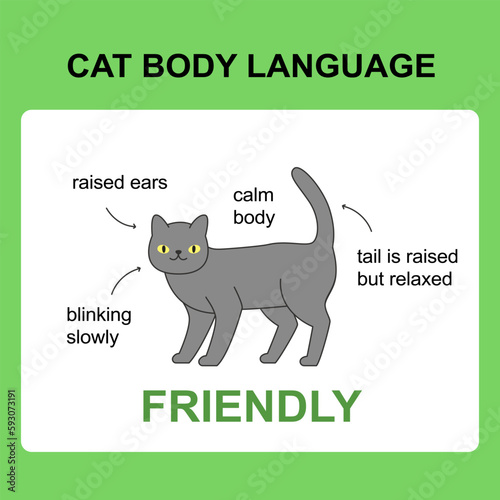 Cat body language behavior friendly signals. Card with information for veterinarian or education ready for print
