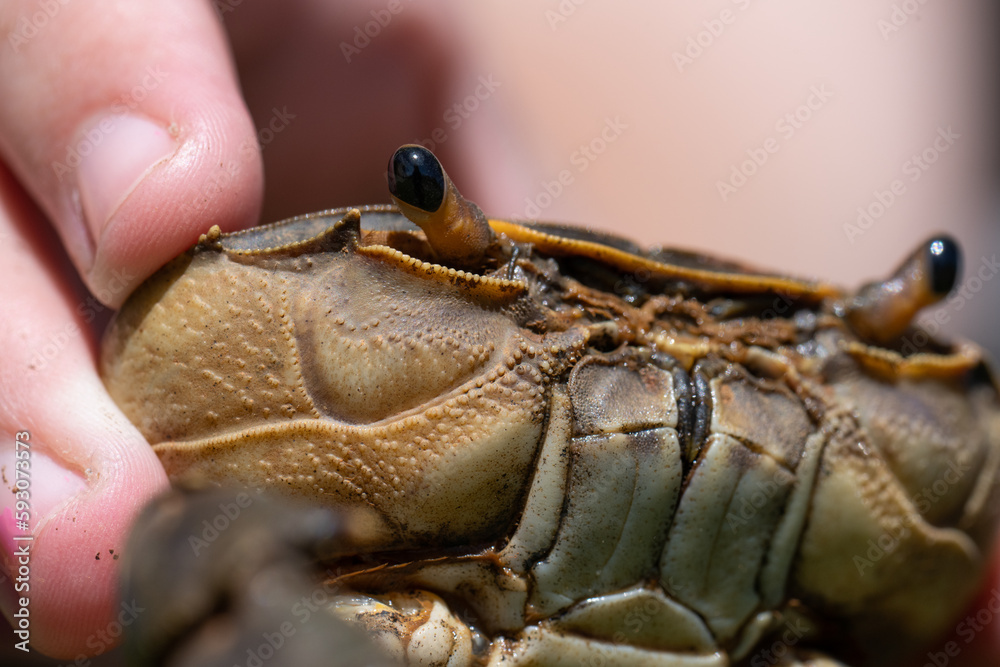 young Girl holding a 1 claw common brown crab at a dam during a fishing trip. taken at a shallow depth of field with lots of detail. Scary and creepy animal young Girl holding a 1 claw common brown crab at a dam during a fishing trip. taken at a shallow depth of field with lots of detail. Scary and creepy animal