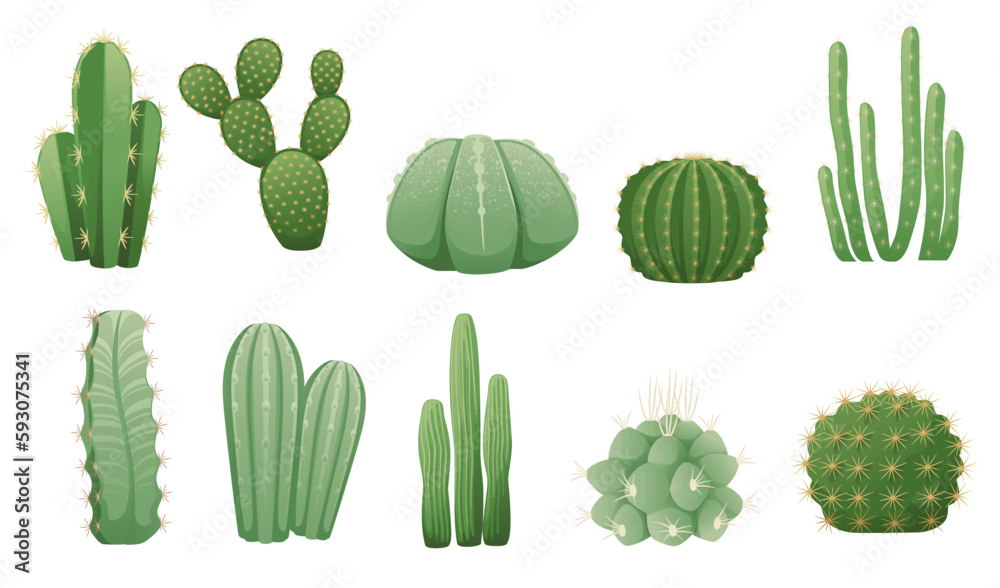 Set of green exotic desert cactus with thorns decorative plant vector illustration isolated on white background Set of green exotic desert cactus with thorns decorative plant vector illustration isolated on white background