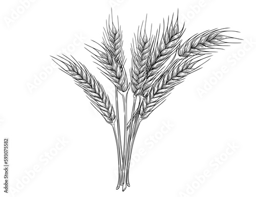 Outline sketch of wheat spikelets with ears grain and stem vector illustration on white background