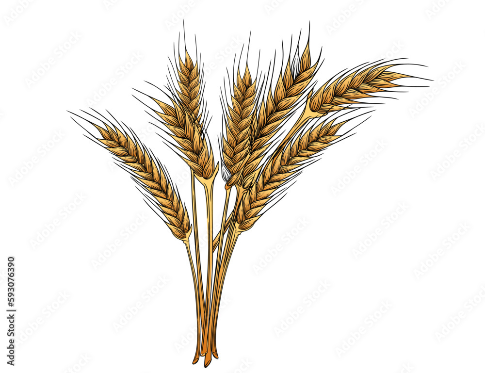 Outline sketch of wheat spikelets with ears grain and stem vector illustration on white background Outline sketch of wheat spikelets with ears grain and stem vector illustration on white background