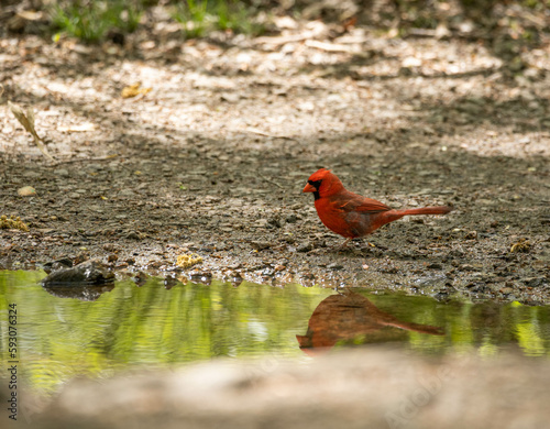 Cardinal 