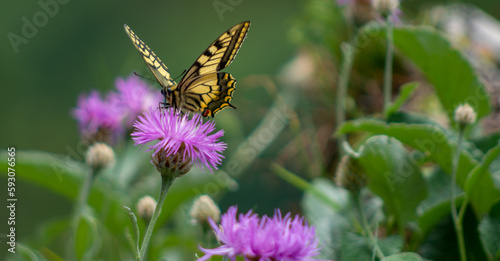 view of the butterfly machaon