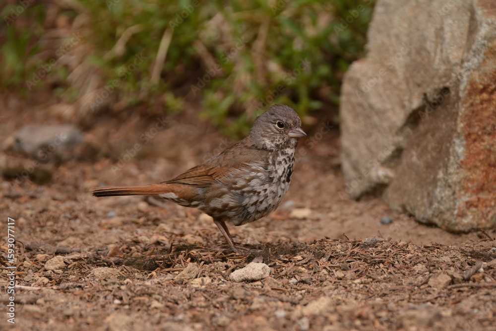 Fox Sparrow (Slate-colored) Fox Sparrow (Slate-colored)