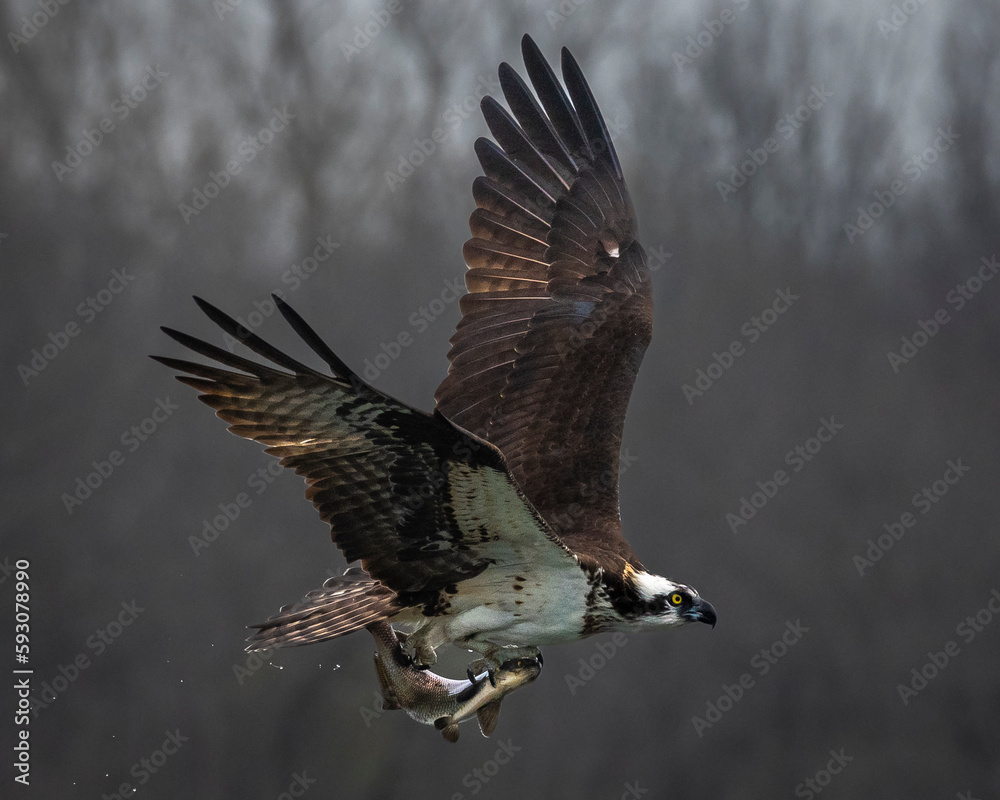 Obraz premium Osprey in flight carry a fish