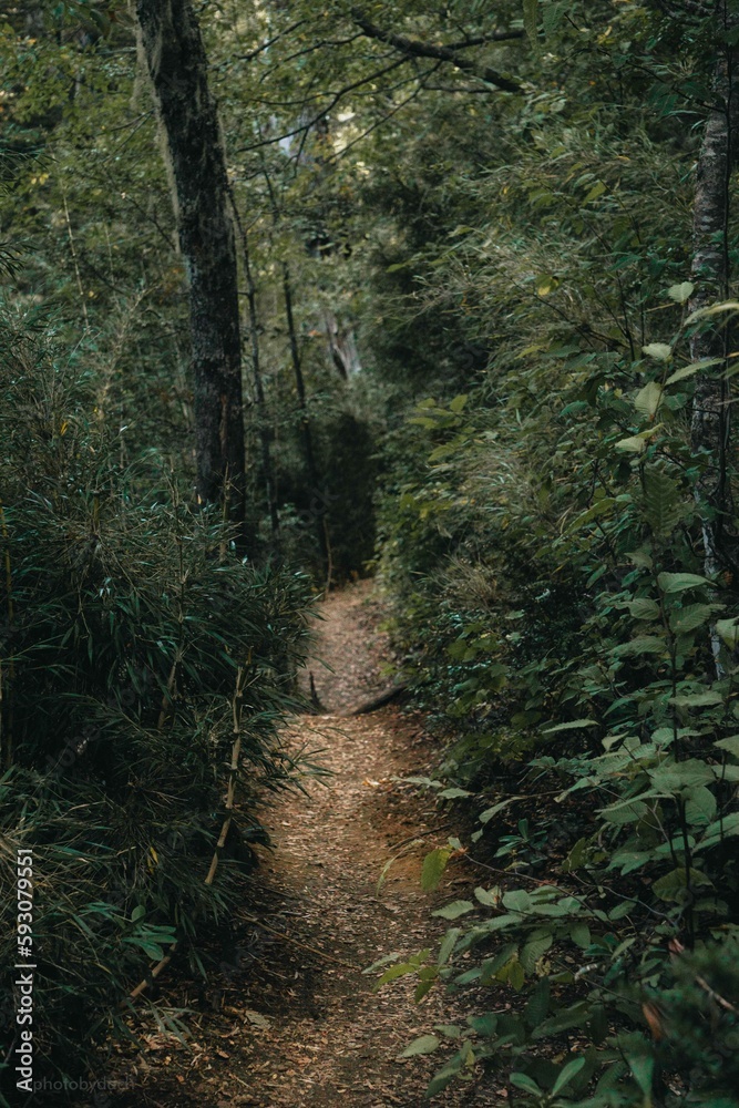 Fototapeta premium Parque Nacional Conguillío, 9na región de chile