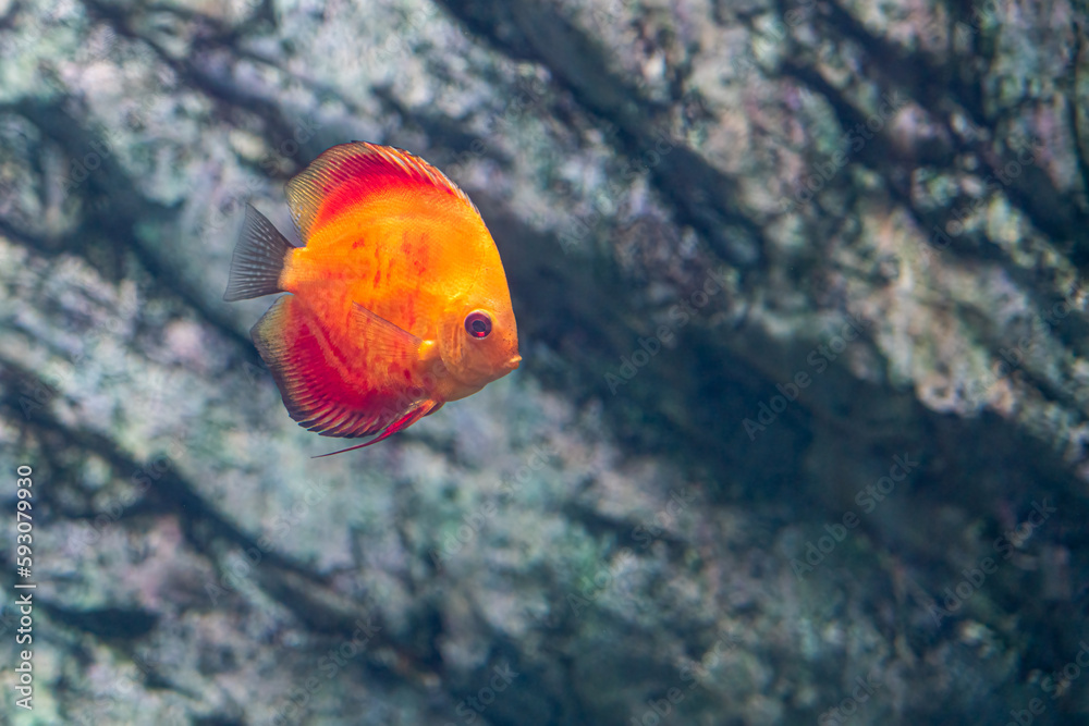 Obraz premium beautiful sea fish in the aquarium close-up