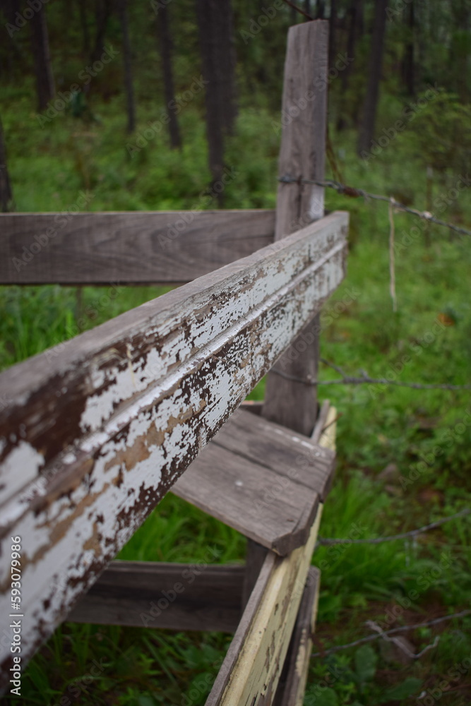 Naklejka premium Madera