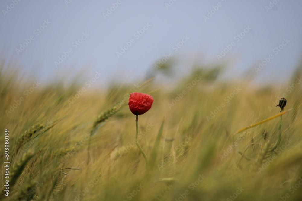 Poppies on the meadow in Germany