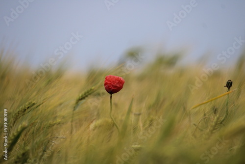 Poppies on the meadow in Germany