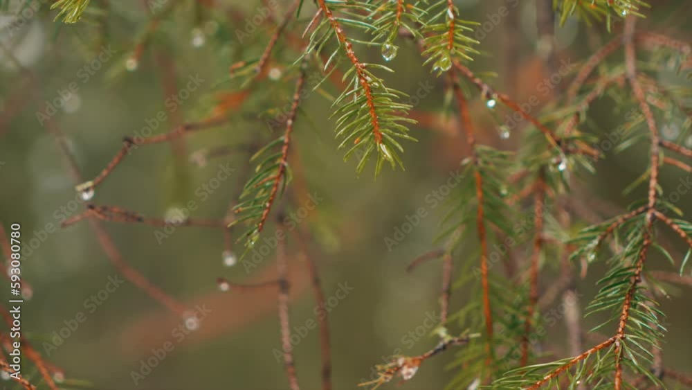 Heavy rain falls on a pine tree in the forest against a background of green blur from the trees. Slow motion. Beautiful coniferous pattern. Natural lighting. Rain in the forest. Beautiful nature