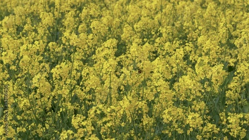 field of oilseed rape yellow flowers, bee collecting pollen