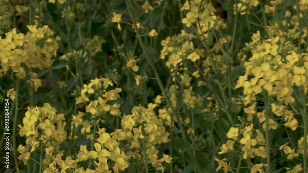 rapeseed crop, bright yellow flowers, close up pan right, blowing in breeze rapeseed crop, bright yellow flowers, close up pan right, blowing in breeze