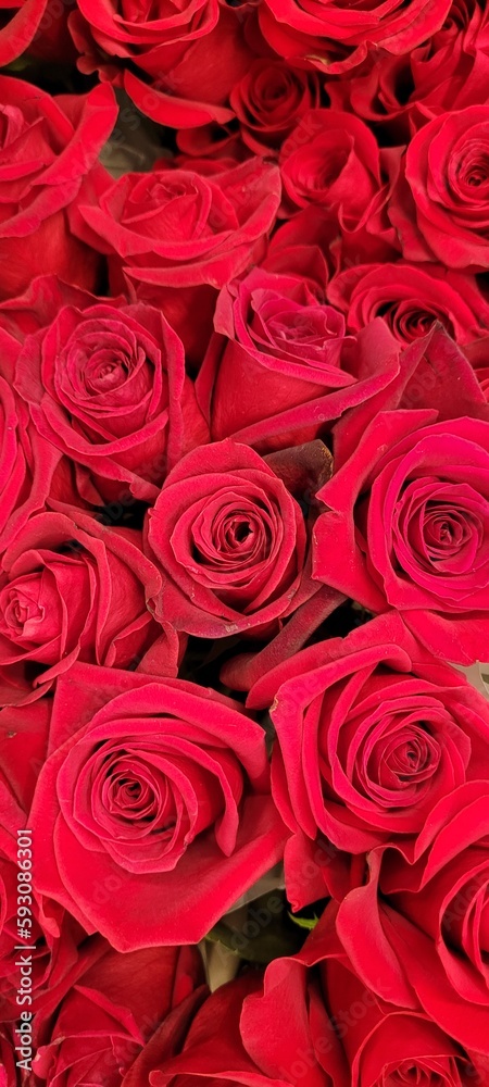 Rosas rojas Rosas rojas