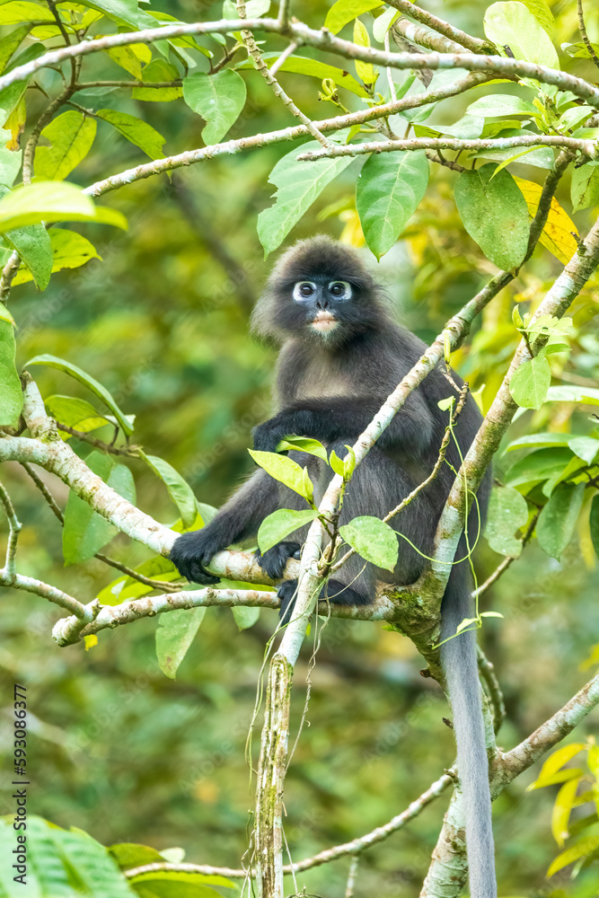 Obraz premium A Dusky Leaf Monkey also known as Spectacled Langur and Spectacled Leaf Monkey (Trachypithecus obscurus) seated high in a tree. 