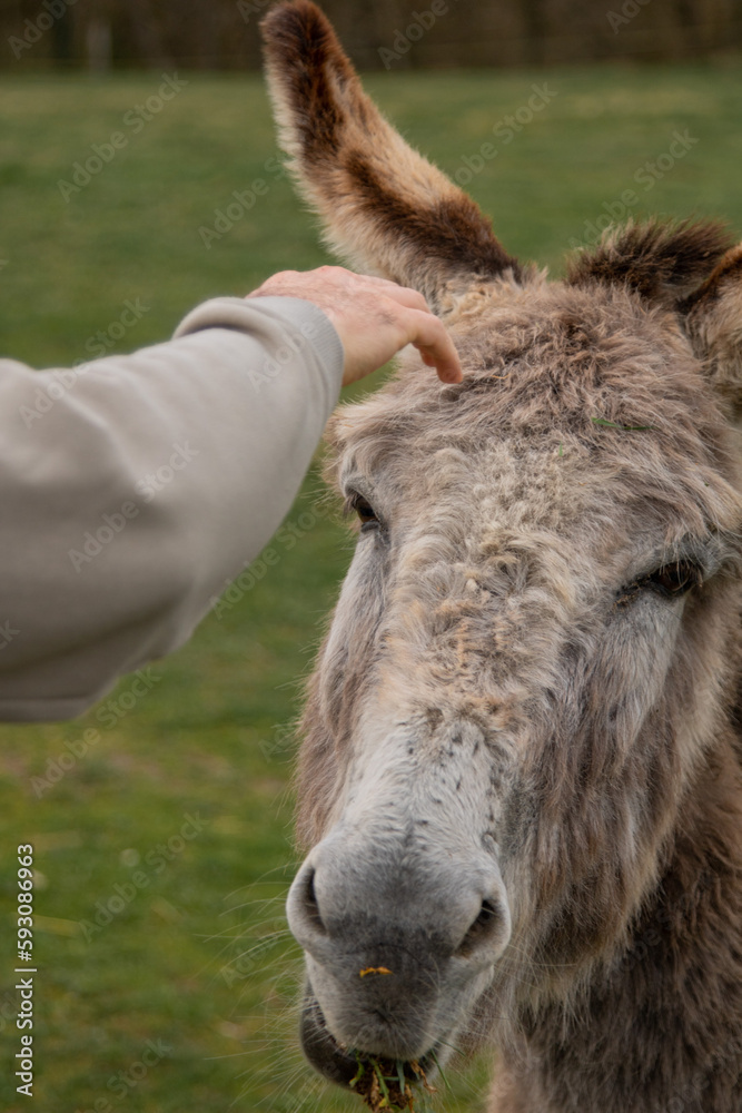 Fototapeta premium Cute furry donkey ear closeup