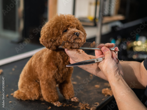 Canvas Print Woman trimming toy poodle with scissors in grooming salon.