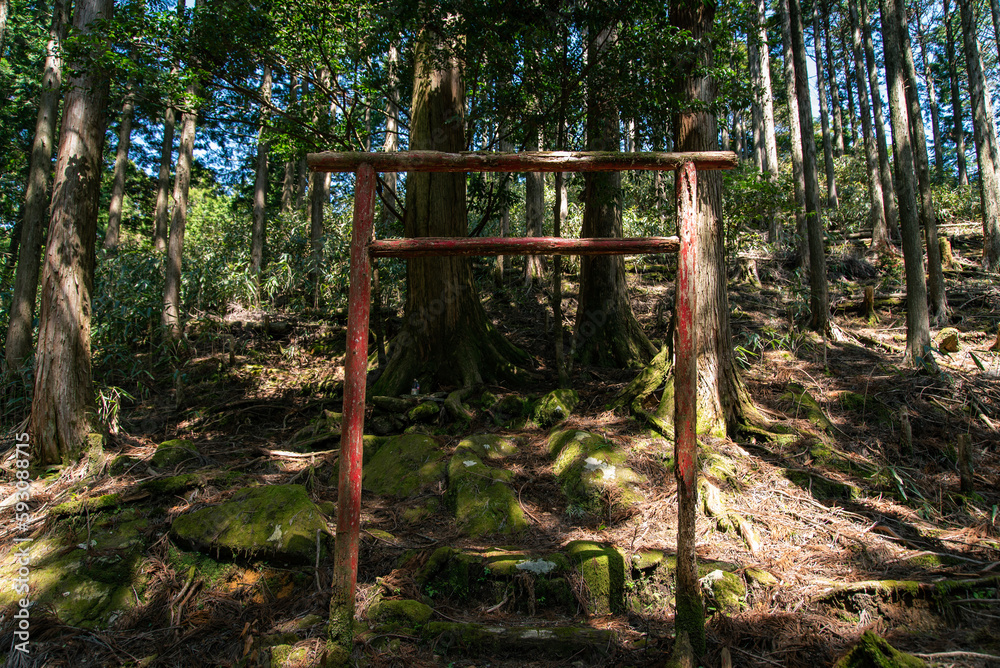 Fototapeta premium Small torii in the forest