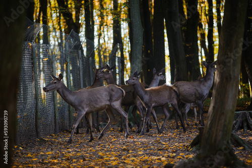 A herd of deer in the autumn forest, yellow leaves in the background. Deer running in the forest