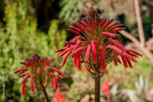 Beautiful succulent aloe plant and red flowers © Golden Shark