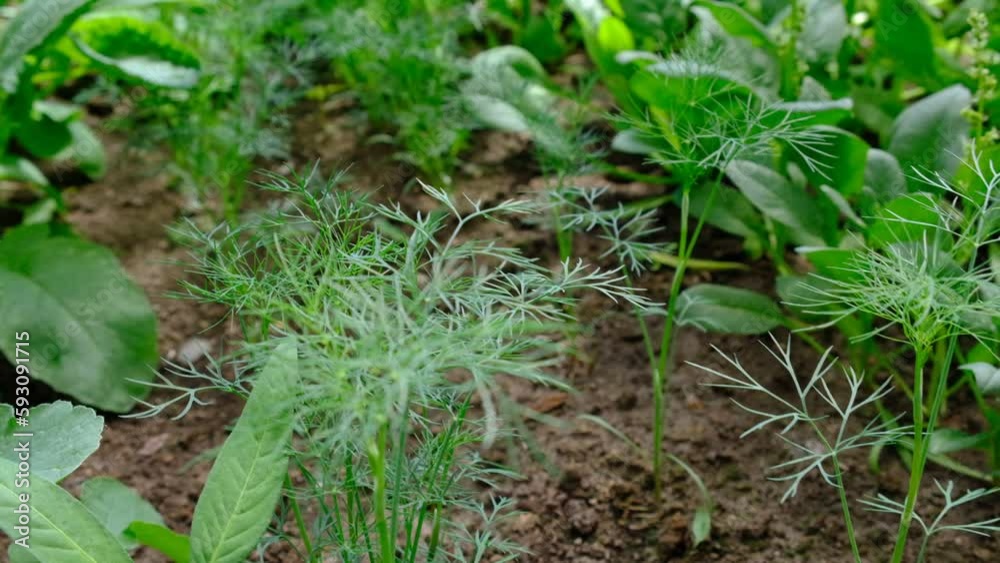 Young plants growing in a plant nursery, greenhouse, concept of healthy, eco friendly balanced diet Young plants growing in a plant nursery, greenhouse, concept of healthy, eco friendly balanced diet