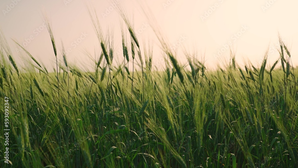 Green field of ripening rye against sky. Spikelets of green rye with grain are shaken by wind. Grain harvest ripens in summer. Agricultural business industry. Ecologically clean wheat. Grow food.