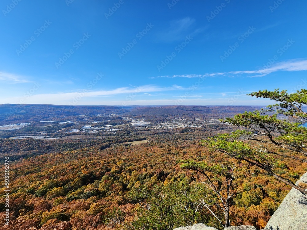 A view of the trees