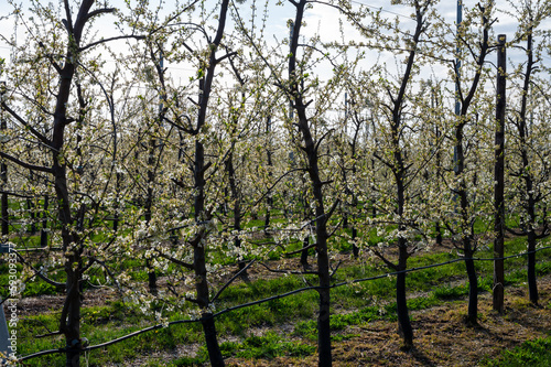 Spring white blossom of plum fruit trees in orchard  Sint-Truiden  Haspengouw  Belgium