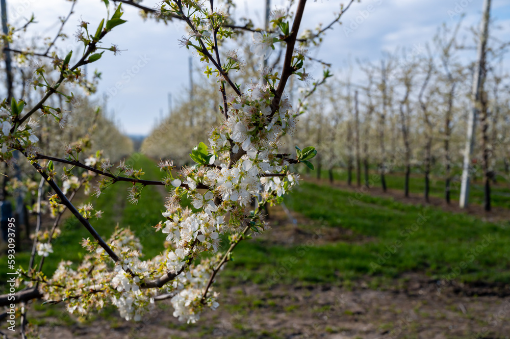 Spring white blossom of plum fruit trees in orchard, Sint-Truiden, Haspengouw, Belgium