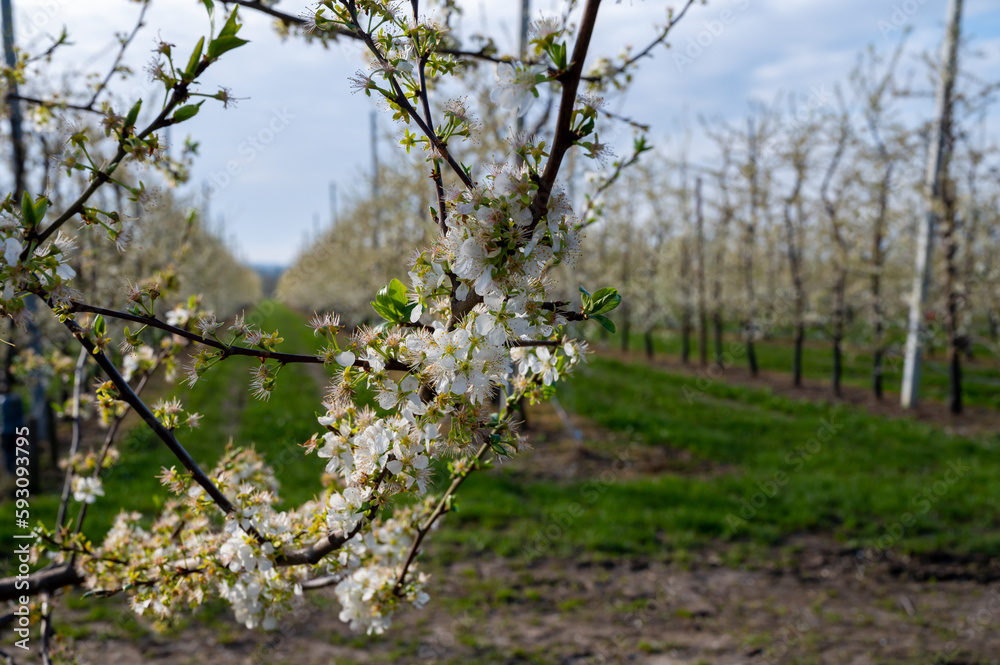 Spring white blossom of plum fruit trees in orchard, Sint-Truiden, Haspengouw, Belgium Spring white blossom of plum fruit trees in orchard, Sint-Truiden, Haspengouw, Belgium