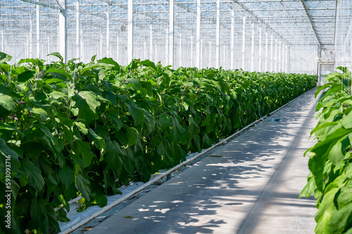 Canvastavla Dutch organic greenhouse farm with rows of eggplants plants with ripe violet veg