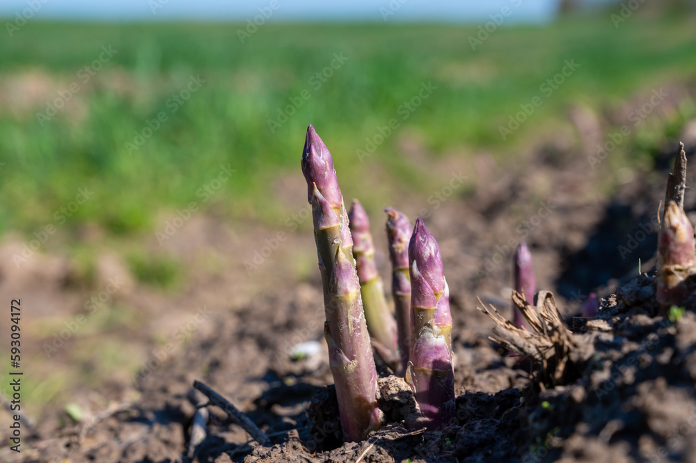 Green asparagus sprouts growing on bio farm field in Limburg, Belgium Green asparagus sprouts growing on bio farm field in Limburg, Belgium