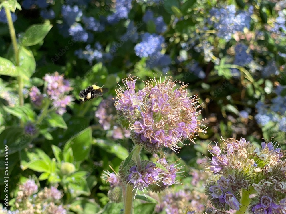 Bee Pollinating Flowers Bee Pollinating Flowers