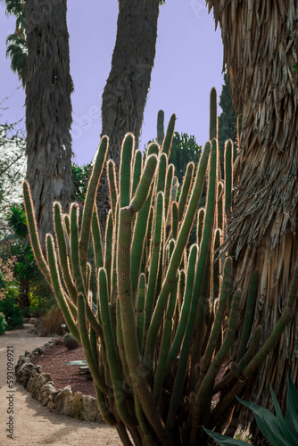 Flowering silver torch cactus cleistocactus strausii photo