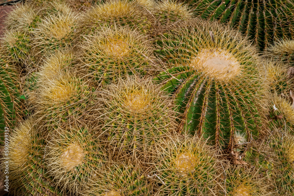 Golden Barrel cactus plant close up Golden Barrel cactus plant close up