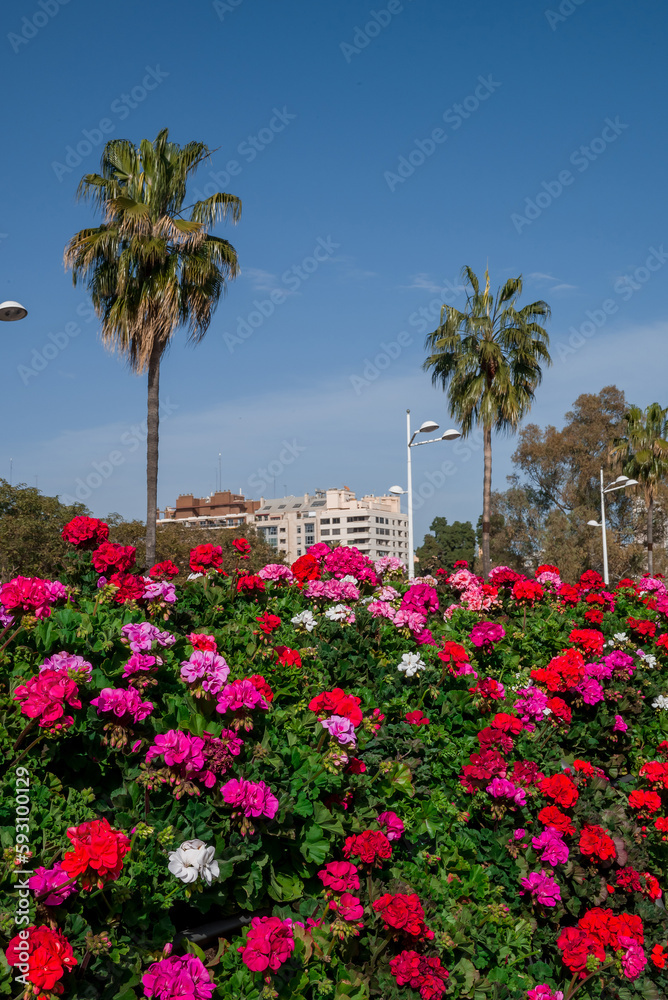 Heaps of geraniums for a beautiful floral background Heaps of geraniums for a beautiful floral background