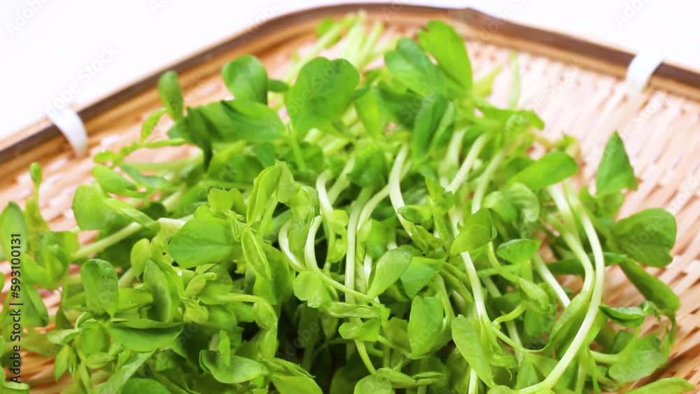 ザルの上の豆苗 回転 ザルの上の豆苗 回転