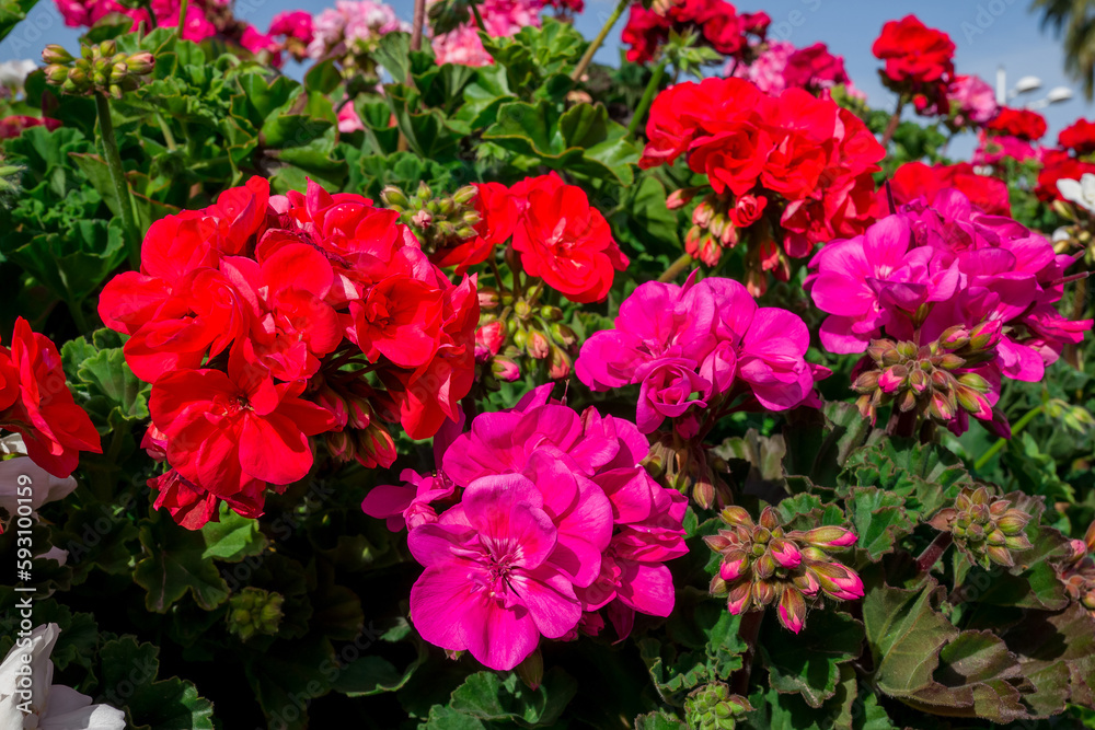 Heaps of geraniums for a beautiful floral background Heaps of geraniums for a beautiful floral background
