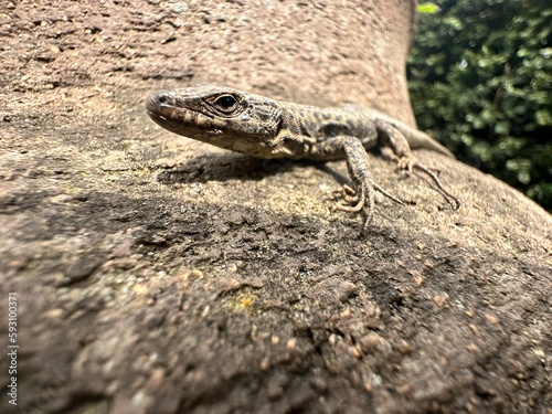 A sand lizard sits on a wall and sunbathes