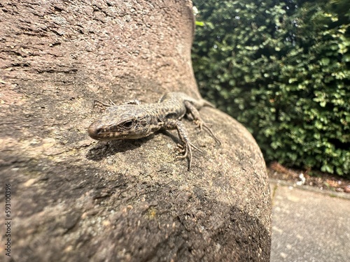 A sand lizard sits on a wall and sunbathes