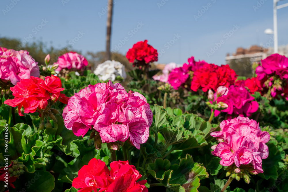 Heaps of geraniums for a beautiful floral background