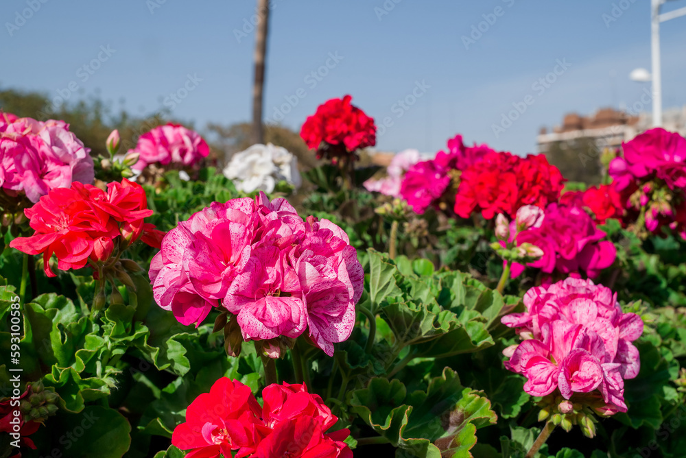 Heaps of geraniums for a beautiful floral background Heaps of geraniums for a beautiful floral background