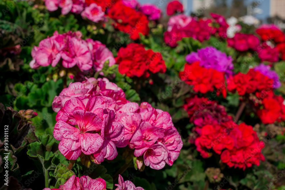 Heaps of geraniums for a beautiful floral background Heaps of geraniums for a beautiful floral background