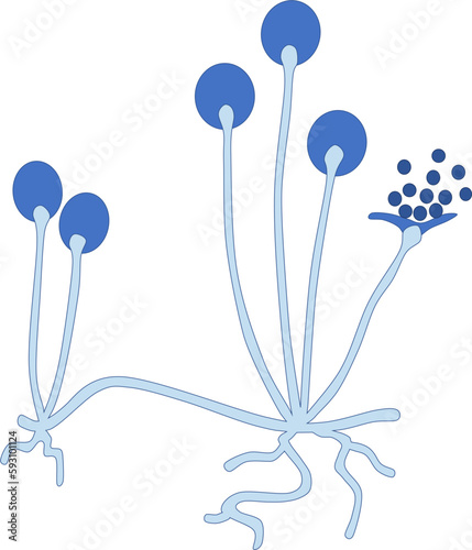 Simple illustration of microscopic fungus, Rhizopus sp.
