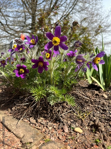 The arctic violet