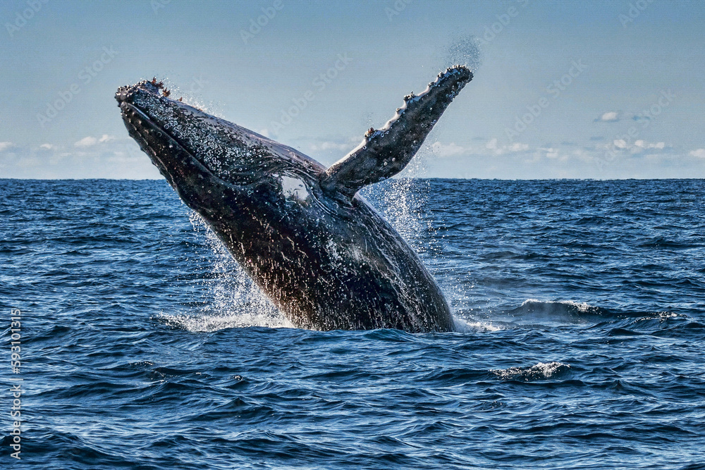 Fototapeta premium Humpback Whale breaching (Megaptera novaeangliae) - Port Stephens, NSW, Australia