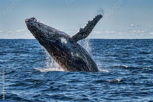 Humpback Whale breaching (Megaptera novaeangliae) - Port Stephens, NSW, Australia