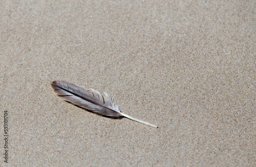 PLUMA Y ARENA 